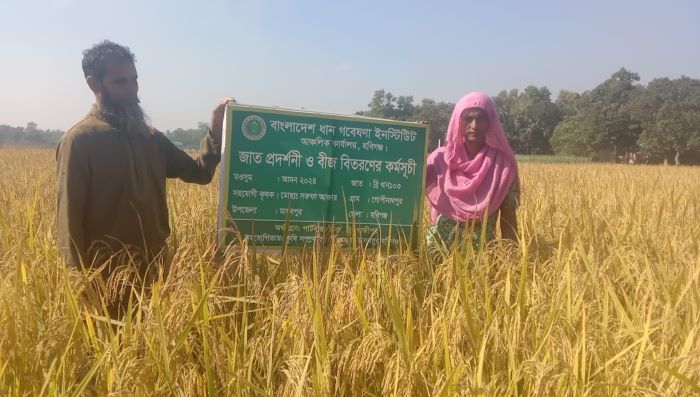 অধিক ফলন পাওয়ায় নতুন জাতের ধান ব্রি-১০৩ চাষে আগ্রহী মাধবপুরের কৃষকরা