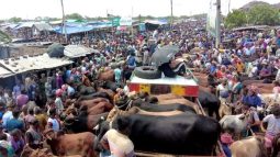 নবীগঞ্জে জনতারবাজারের অবৈধ পশুরহাট অপসারণের নির্দেশ