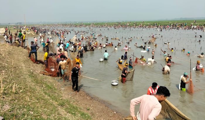 দিরাইয়ে আইনশৃঙ্খলা বাহিনীর বাধা ডিঙিয়ে বিলের মাছ লুট করলো কয়েক হাজার মানুষ