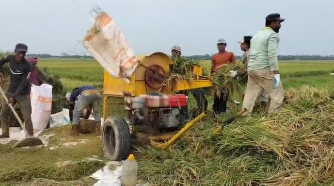 দিরাইয়ে মাঠ ভরা সোনার ধান ঘরে তোলার উৎসব || ভারি বৃষ্টির পূর্বাভাসে উদ্বেগ-উৎকণ্ঠায় কৃষকেরা