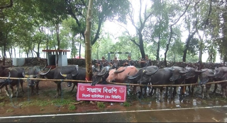 সিলেটে ১ কোটি ১০ লাখ ৭২ হাজার টাকার ভারতীয় মহিষ সহ বিভিন্ন পণ্য আটক করেছে বিজিবি