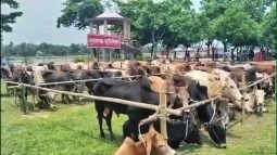 সুনামগঞ্জে বিজিবির অভিযানে প্রায় এককোটি টাকার ভারতীয় গরুর চালান আটক