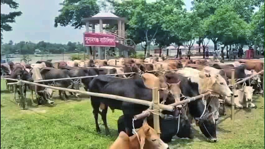 সুনামগঞ্জে বিজিবির অভিযানে প্রায় এককোটি টাকার ভারতীয় গরুর চালান আটক