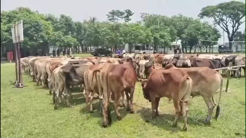 সুনামগঞ্জে বিজিবির অভিযানে আটক হলো প্রায় এককোটি টাকার ভারতীয় গরুর চালান