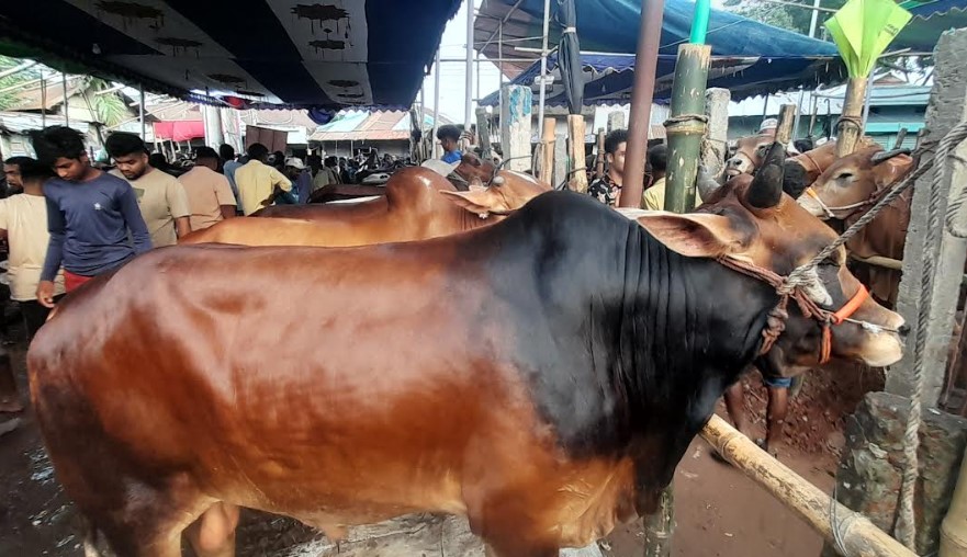 হবিগঞ্জে কোরবানির পশুর হাট জমে উঠছে || সার্বিক ‍নিরাপত্তা নিশ্চিত করছে পুলিশ