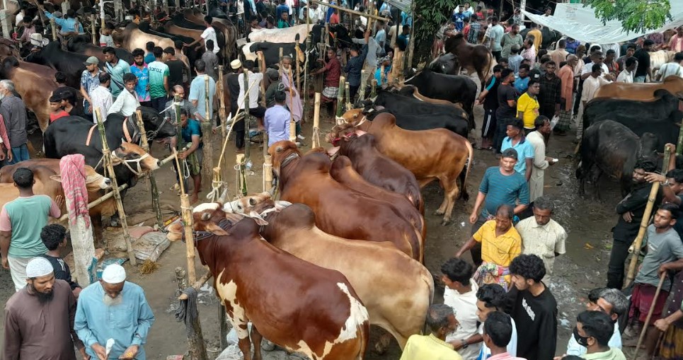 হবিগঞ্জে কোরবানির পশুর হাট জমে উঠছে || সার্বিক ‍নিরাপত্তা নিশ্চিতে পুলিশের বিশেষ উদ্যোগ