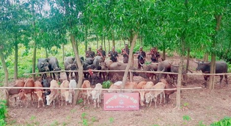 ১৯ বিজিবির অভিযানে ৩৭ লাখ টাকার ভারতীয় গরু-মহিষ ও অন্যান্য পণ্য আটক
