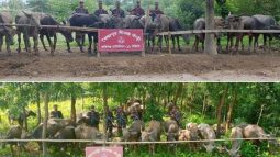 সিলেটে বিজিবির বিশেষ অভিযানে কোটি টাকার বেশি মূল্যের ভারতীয় মহিষ আটক