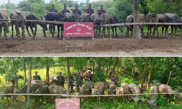 সিলেটে বিজিবির বিশেষ অভিযানে কোটি টাকার বেশি মূল্যের ভারতীয় মহিষ আটক