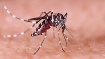 6 dengue patients identified in Sylhet division in 24 hours