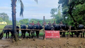BGB’s Zakiganj Battalion seizes Indian buffalo worth Tk 18 lakh
