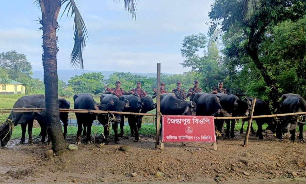 BGB’s Zakiganj Battalion seizes Indian buffalo worth Tk 18 lakh