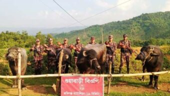 ১৯ বিজিবির অভিযানে ১৬ লাখ টাকার ভারতীয় গরু-মহিষ আটক