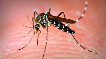 10 dengue patients identified in Sylhet in a day || 14 admitted to hospital