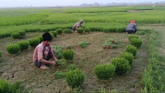 হাড়কাঁপানো শীত উপেক্ষা করে শাল্লায় বোরো আবাদে ব্যস্ত কৃষকরা