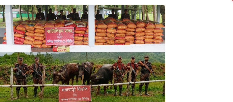 ১৯ বিজিবির অভিযানে প্রায় ৭০ লাখ টাকার ভারতীয় জিরা ও মহিষ জব্দ