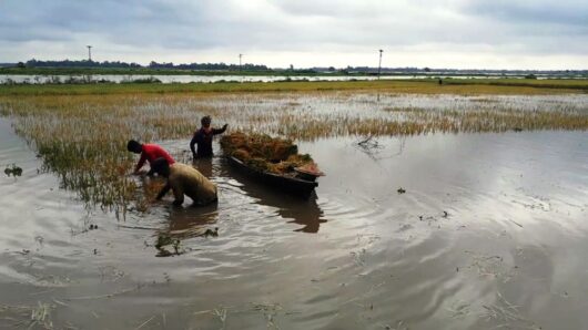 Flash flood in Habiganj || Ripe paddy on 7,000 hectares submerged so far