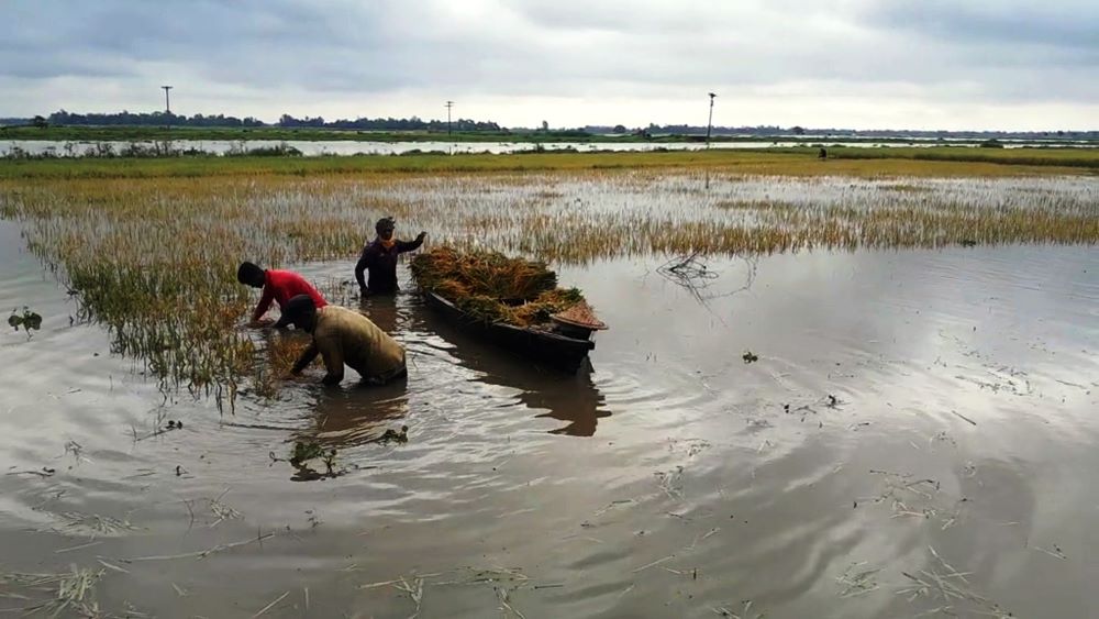 হবিগঞ্জে আকস্মিক বন্যায় ৭ হাজার হেক্টর বোরো জমির পাকা ধান পানির তলে