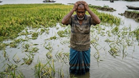 হাওরের দিশেহারা কৃষকদের রক্ষায় প্রয়োজন টেকসই ও জরুরি পদক্ষেপ