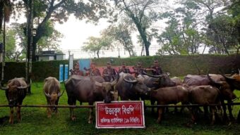 ১৯ বিজিবির অভিযান || ভারতীয় চা পাতাসহ ৩৭ লাখ টাকার মালামাল জব্দ