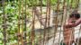 শাল্লায় মডেল মসজিদ নির্মাণে অনিয়মের অভিযোগ || প্রকৌশলী ছাড়াই চলছে কাজ