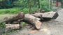শাল্লায় নিয়ম-নীতি উপেক্ষা করে বিদ্যালয়ের মূল্যবান গাছ কাটলেন প্রধান শিক্ষক