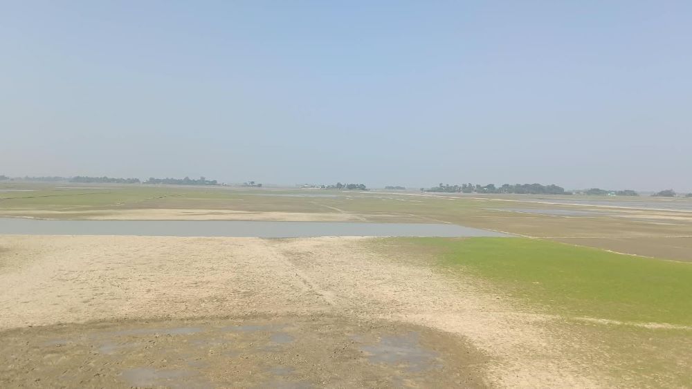 বর্ষা শেষে জেগে উঠলো হাওর || সোনালী পলিতে শাল্লার কৃষকদের চোখে নতুন স্বপ্ন